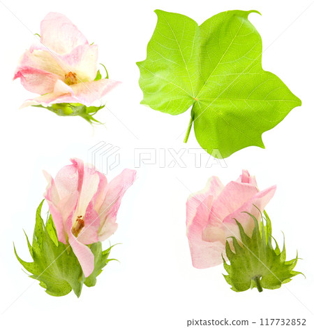 Cotton flowers and leaves on white background Cotton flowers and leaves on white background 117732852
