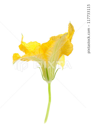 Pumpkin, white background 117733115