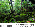 屋久島白谷雲水峽地區 苔蘚森林 117733127