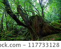 屋久島的白谷雲水峽地區，像野豬的樹樁，長滿青苔的森林 117733128