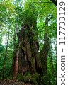 屋久島鬼玄杉 117733129