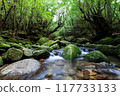 屋久島白谷雲水峽地區一側 117733133