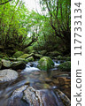 屋久島的白谷雲水峽地區垂直 117733134