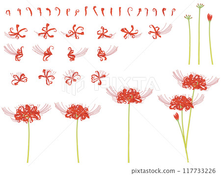 Set of red spider lilies 117733226