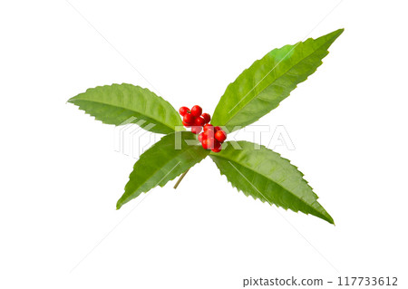 Seiryo, white background 117733612