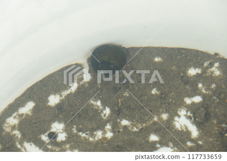 Just by drawing water from a rice field, I found a giant snail Just by drawing water from a rice field, I found a giant snail 117733659