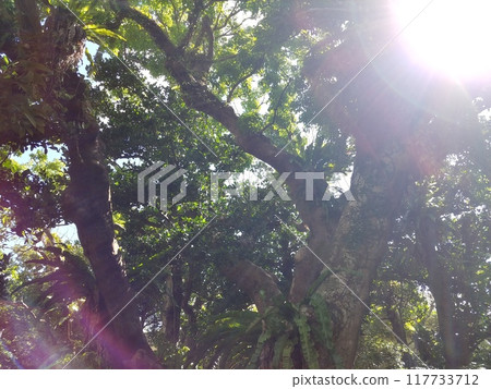 Fukugi tree at Kin Kannonji Temple in Kin Town, Okinawa Prefecture 117733712