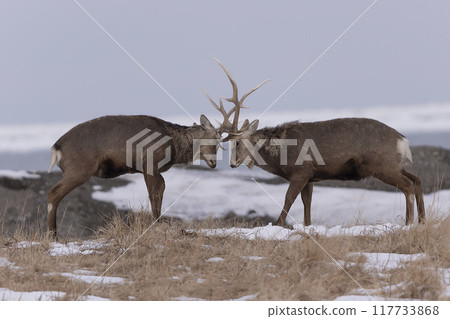 Angle thrust of Ezoshima 117733868