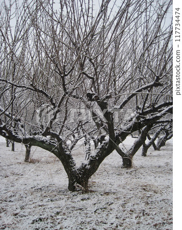 Plum tree with snow Plum tree with snow 117734474