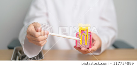 Dentist with tooth Anatomy model. Oral Teeth decay and disease, Scrape off tartar. March Oral health, Dentist Day, False Teeth. Toothache and Children Dental Health Month and Orthodontic Health Day 117734899