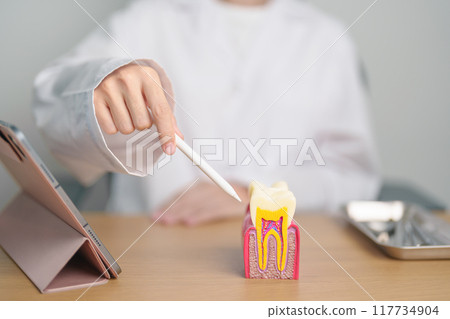 Dentist with tooth Anatomy model. Oral Teeth decay and disease, Scrape off tartar. March Oral health, Dentist Day, False Teeth. Toothache and Children Dental Health Month and Orthodontic Health Day Dentist with tooth Anatomy model. Oral Teeth decay and disease, Scrape off tartar. March Oral health, Dentist Day, False Teeth. Toothache and Children Dental Health Month and Orthodontic Health Day 117734904
