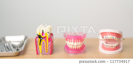 Tooth Anatomy and Orthodontic model on dentist table. Oral Teeth and disease. March Oral health, Dentist Day, False Teeth. Toothache and Children Dental Health Month and May Orthodontic Health Day Tooth Anatomy and Orthodontic model on dentist table. Oral Teeth and disease. March Oral health, Dentist Day, False Teeth. Toothache and Children Dental Health Month and May Orthodontic Health Day 117734917