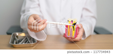 Dentist with tooth Anatomy model. Oral Teeth decay and disease, Scrape off tartar. March Oral health, Dentist Day, False Teeth. Toothache and Children Dental Health Month and Orthodontic Health Day Dentist with tooth Anatomy model. Oral Teeth decay and disease, Scrape off tartar. March Oral health, Dentist Day, False Teeth. Toothache and Children Dental Health Month and Orthodontic Health Day 117734943