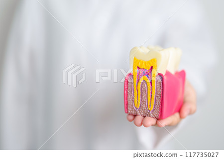 Dentist with tooth Anatomy model. Oral Teeth decay and disease, Scrape off tartar. March Oral health, Dentist Day, False Teeth. Toothache and Children Dental Health Month and Orthodontic Health Day Dentist with tooth Anatomy model. Oral Teeth decay and disease, Scrape off tartar. March Oral health, Dentist Day, False Teeth. Toothache and Children Dental Health Month and Orthodontic Health Day 117735027