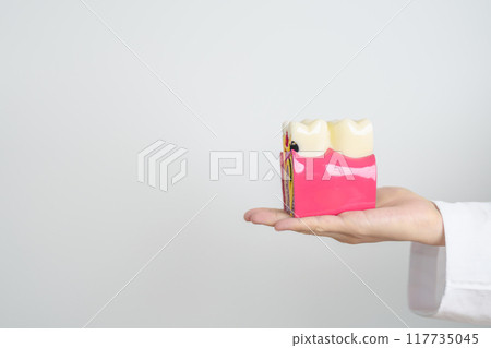 Dentist with tooth Anatomy model. Oral Teeth decay and disease, Scrape off tartar. March Oral health, Dentist Day, False Teeth. Toothache and Children Dental Health Month and Orthodontic Health Day 117735045