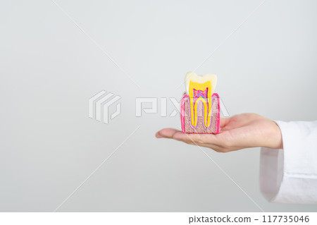 Dentist with tooth Anatomy model. Oral Teeth decay and disease, Scrape off tartar. March Oral health, Dentist Day, False Teeth. Toothache and Children Dental Health Month and Orthodontic Health Day 117735046