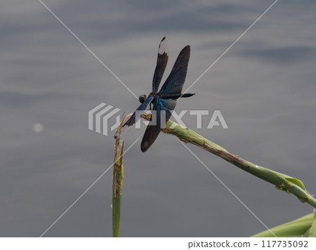A dragonfly resting on a waterside plant 117735092