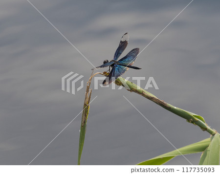 A dragonfly resting on a waterside plant 117735093