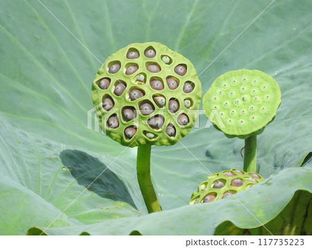 Lotus true Lotus true 117735223