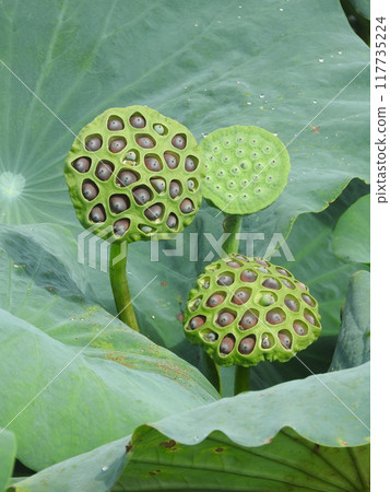 蓮花真的 蓮花真的 117735224