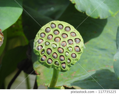 Lotus true 117735225