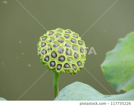 蓮花真的 蓮花真的 117735226