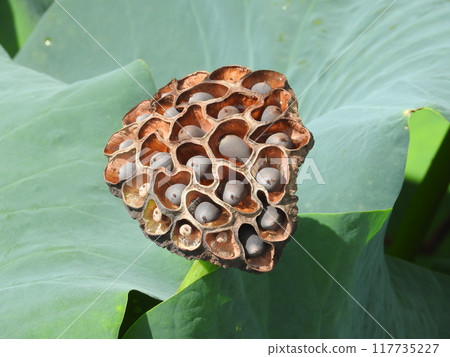 Lotus true Lotus true 117735227