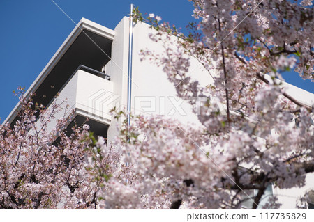 Image of a building and cherry blossoms 117735829