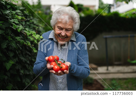 Proud elderly woman shows off her own tomato harvest. She holds ripe red tomatoes in her hands, freshly picked from the garden. 117736003