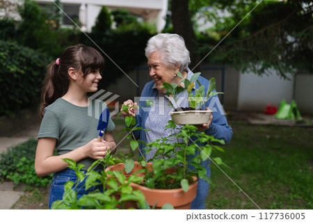 Grandmother teaching granddaughter to work in garden. Girl helping elderly grandma with plants, herbs and vegetables in garden, spending free summer time outdoor. 117736005
