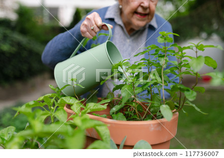 Portrait of senior woman taking care of plants in garden. Watering seedlings with harvested rainwater. 117736007