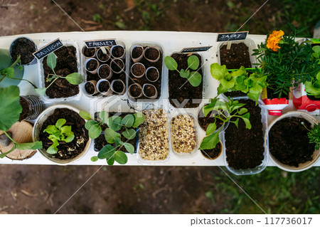 Growing vegetables and herb seedlings, close up on table with plants. Outdoor sustainable education class in school garden. Concept of experiential learning and ecoliteracy. Growing vegetables and herb seedlings, close up on table with plants. Outdoor sustainable education class in school garden. Concept of experiential learning and ecoliteracy. 117736017
