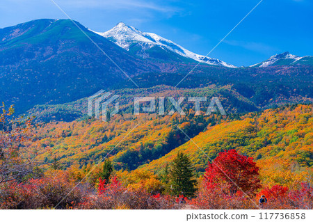 [Autumn material] Norikura Kogen, Mt. Norikura covered with snow and large maple [Nagano Prefecture] 117736858