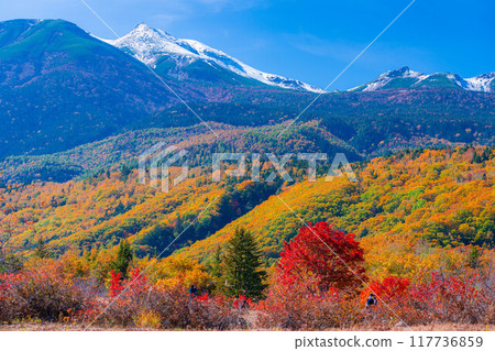 [Autumn material] Norikura Kogen, Mt. Norikura covered with snow and large maple [Nagano Prefecture] 117736859