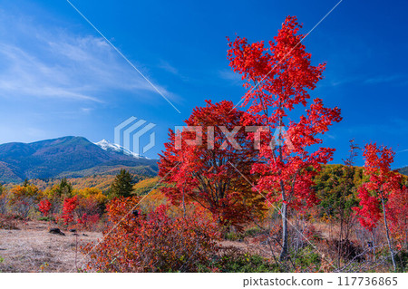 [秋季素材] 乘鞍高原，雪覆蓋的乘鞍山和大楓樹[長野縣] 117736865