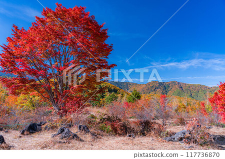 [Autumn material] Norikura Kogen, Mt. Norikura covered with snow and large maple [Nagano Prefecture] 117736870