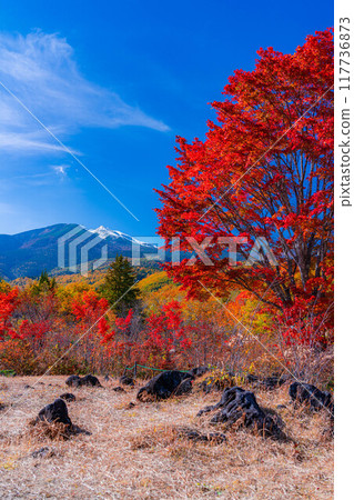 [秋季素材] 乘鞍高原，雪覆蓋的乘鞍山和大楓樹[長野縣] 117736873