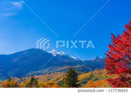 [Autumn material] Norikura Kogen, Mt. Norikura covered with snow and large maple [Nagano Prefecture] 117736883