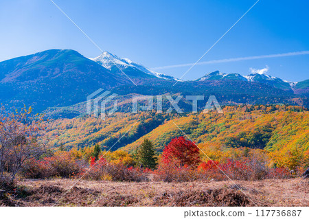 [秋季素材] 乘鞍高原，雪覆蓋的乘鞍山和大楓樹[長野縣] 117736887