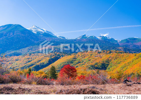 [Autumn material] Norikura Kogen, Mt. Norikura covered with snow and large maple [Nagano Prefecture] 117736889