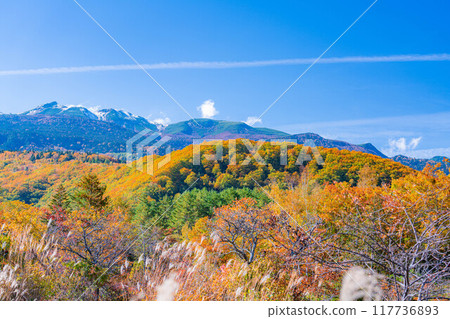 [秋季素材] 乘鞍高原，雪覆蓋的乘鞍山和大楓樹[長野縣] 117736893