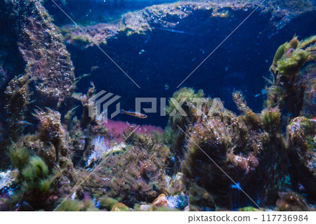 小魚遊動的海底世界 小魚遊動的海底世界 117736984