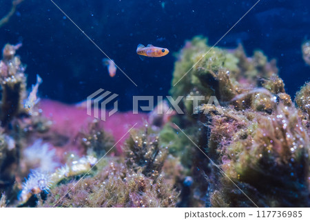 小魚遊動的海底世界 小魚遊動的海底世界 117736985