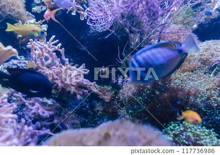 色彩繽紛的熱帶魚與珊瑚礁的協作 色彩繽紛的熱帶魚與珊瑚礁的協作 117736986