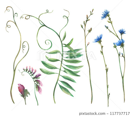 Wildflower set. Field plant with blue chicory flowers and buds, meadow Mouse pea, blade of grass, green creeper. Watercolor hand drawn illustration. Botanical bouquet. Clipart Isolated from background 117737717