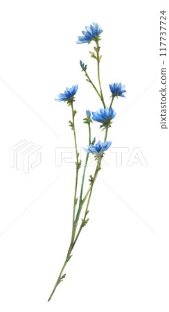 Watercolor blue wildflower twig. Field plant with flowers and buds Cornflower or chicory. Hand drawn illustration. Botanical realistic clipart for card, summer floral clipart Isolated from background Watercolor blue wildflower twig. Field plant with flowers and buds Cornflower or chicory. Hand drawn illustration. Botanical realistic clipart for card, summer floral clipart Isolated from background 117737724
