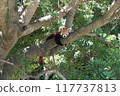 Red panda relaxing on a tree 117737813
