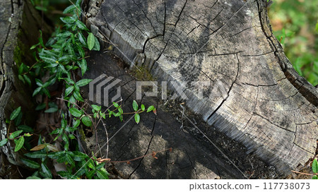 Old stump annual rings 117738073
