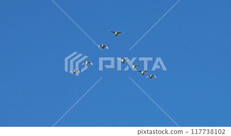 Pack of swans in sky migrating to warm country for wintering. Summer in Belarus. Nature and animals. View from below. Pack of swans in sky migrating to warm country for wintering. Summer in Belarus. Nature and animals. View from below. 117738102