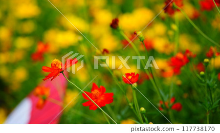 Orange yellow cosmos Orange yellow cosmos 117738170